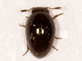 Olibrus pygmaeus
